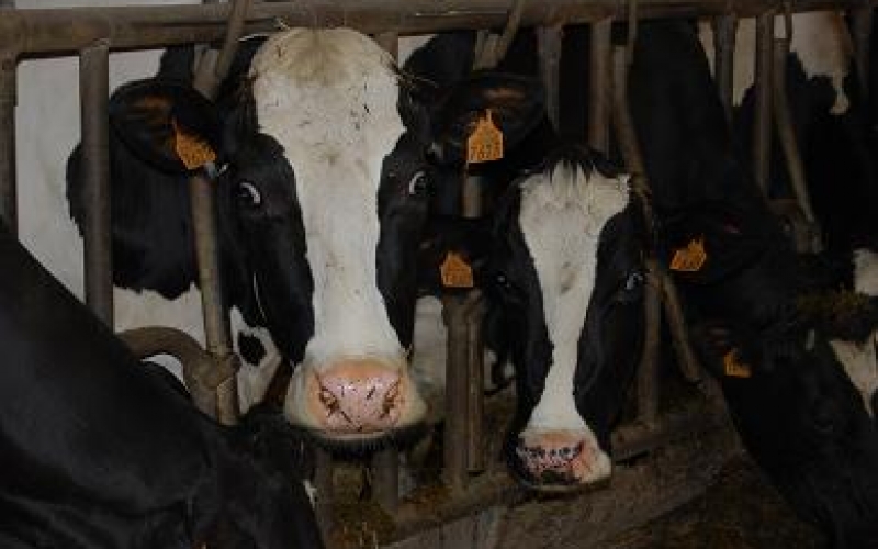 Les vaches de Pierrot